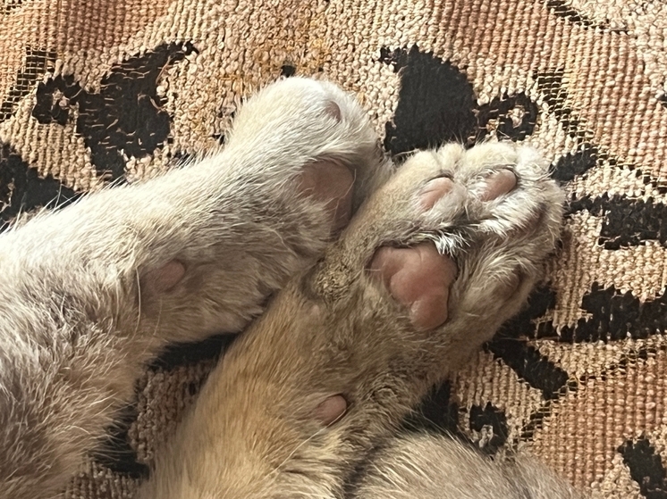 В Орле бездомные животные снова останутся без приюта