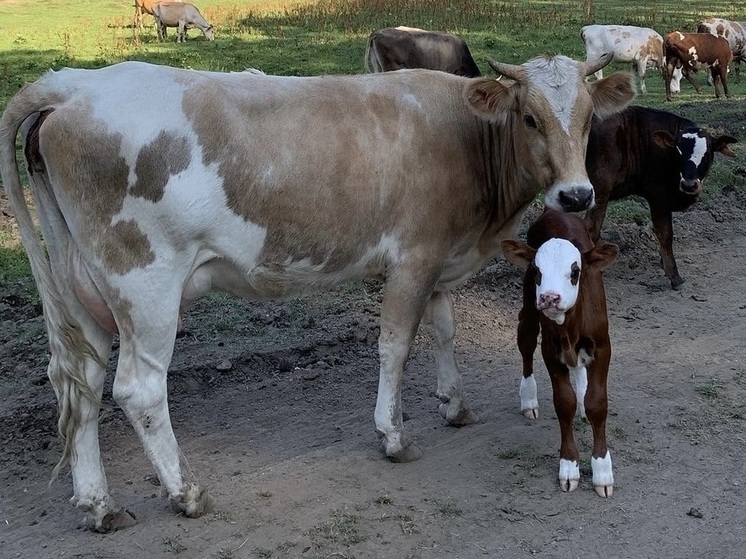 Ставрополье увеличивает молочные «рекорды»: производство выросло на 452 тысячи тонн