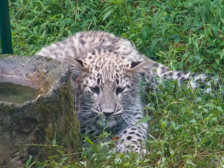 В нацпарке Сочи подрастают котята переднеазиатского леопарда Шивы