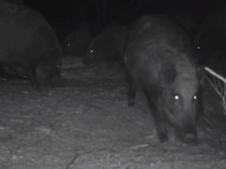 Кабаны попали в объектив фотоловушки в Забайкалье