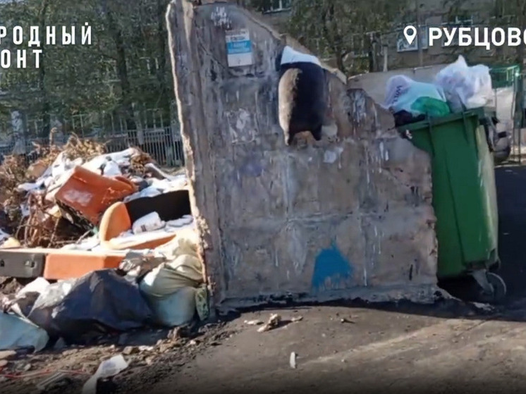 Крысы и зловоние. Рубцовчане пожаловались на переполненные мусорные контейнеры