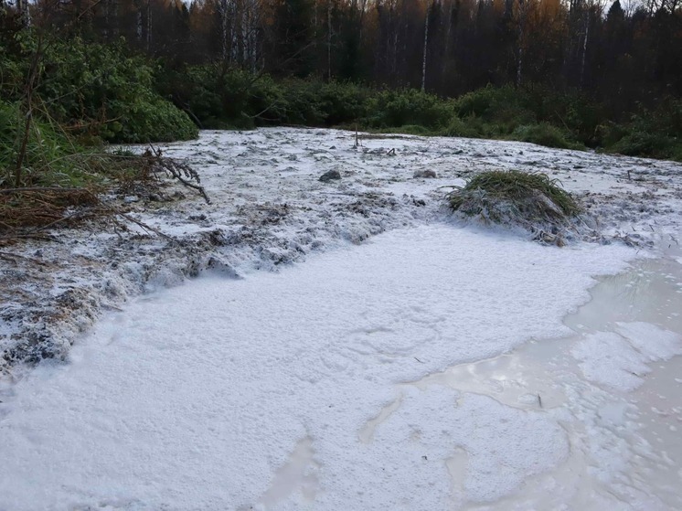 Лесной массив превратился в зловонное «капучино» в Котельничском районе