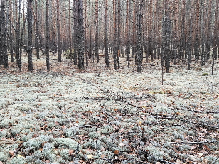 В лесах Марий Эл снят особый противопожарный режим