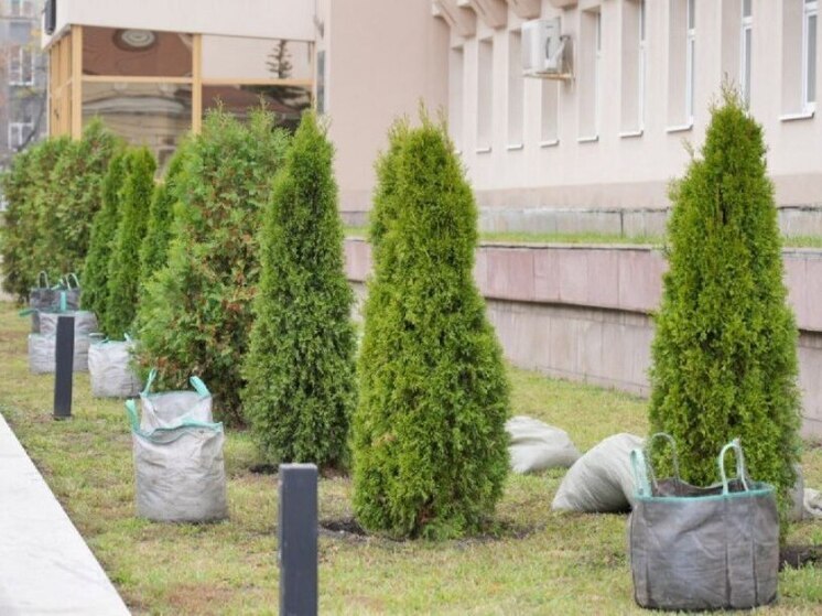 Высохшие деревья у здания Воронежской облдумы заменили молодыми саженцами