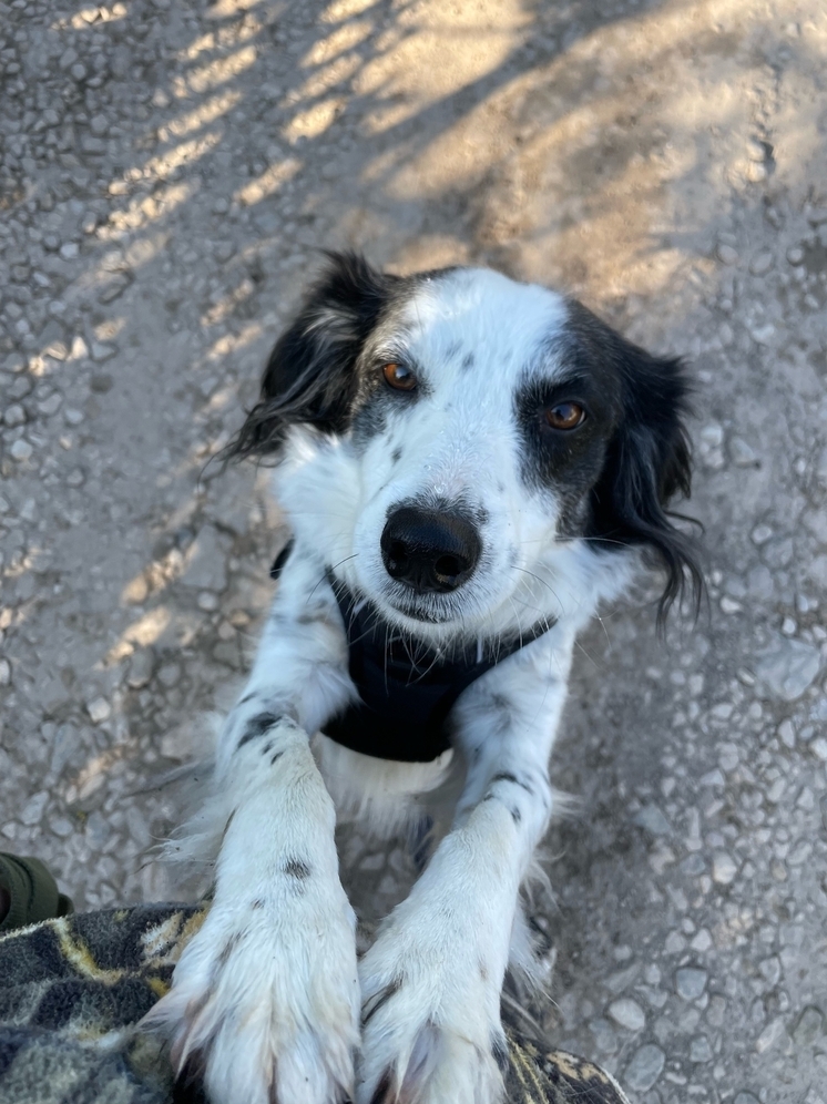 Любимцев жителей Обнинска привьют от бешенства