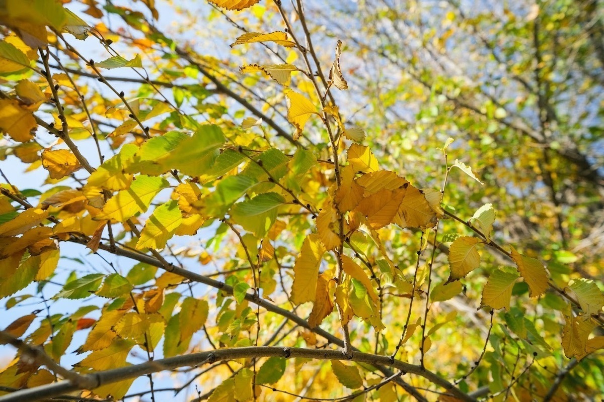 Астраханцам 18 октября обещают до +18 ℃