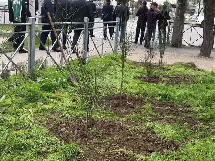 На проспекте Имама Шамиля в Махачкале посадили десятки саженцев деревьев