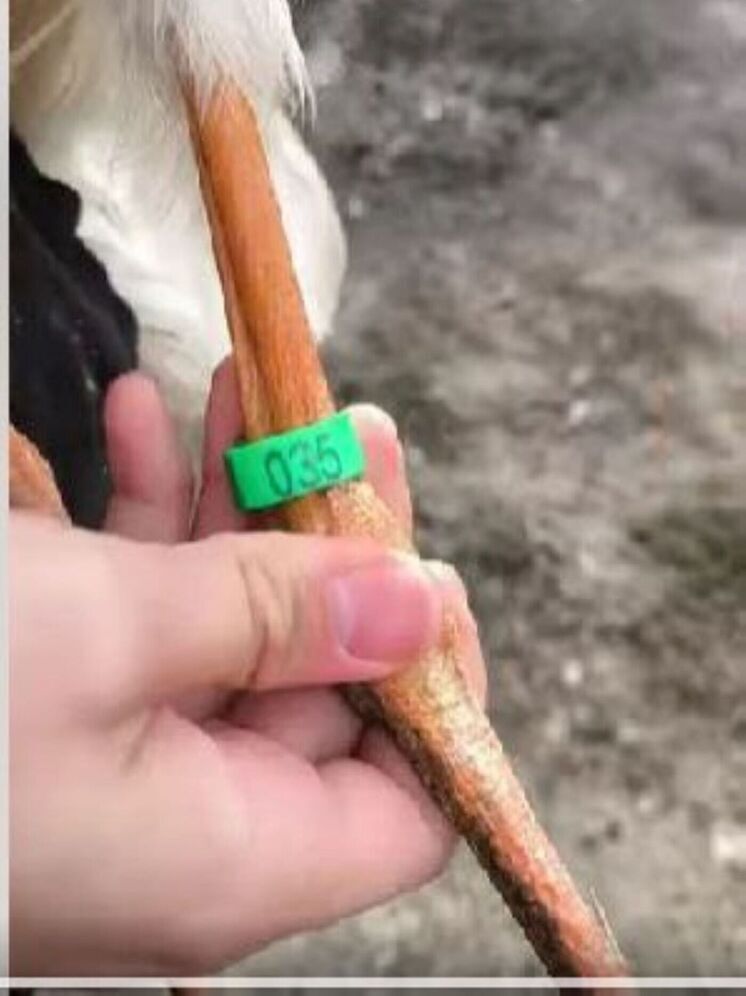 Пернатые выпускники калужского «Феникса» обнаружились в Болгарии и Румынии