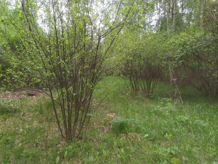 В Новгородской области более шести тысяч гектаров земли заросли кустарником
