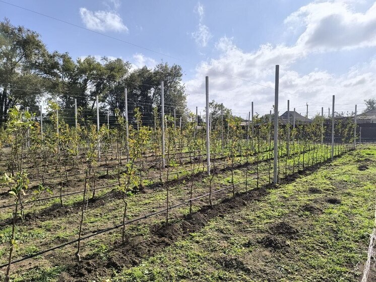 На территории обновлённой школы Ипатовского округа Ставрополья высадили фруктовый сад