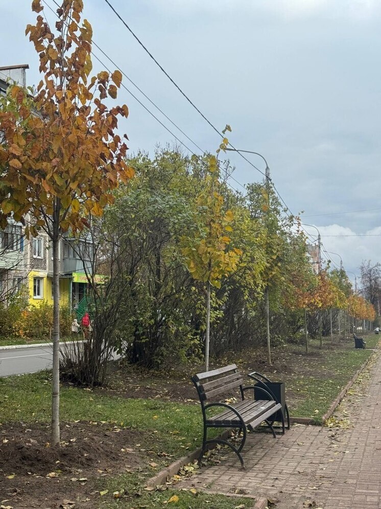 На калужском Правобережье посадят более 100 молодых лип