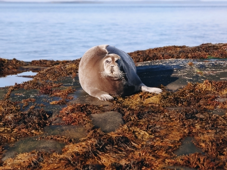 Блогеры искали сокровища Белого моря на севере Карелии