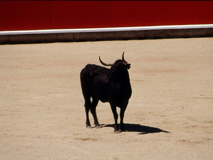 В Турции разбушевавшийся бык напал на припаркованную на обочину машину