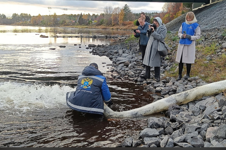 В реку Шуя было выпущено 23 тысячи  мальков онежского лосося: на несколько тысяч штук больше, чем планировалось