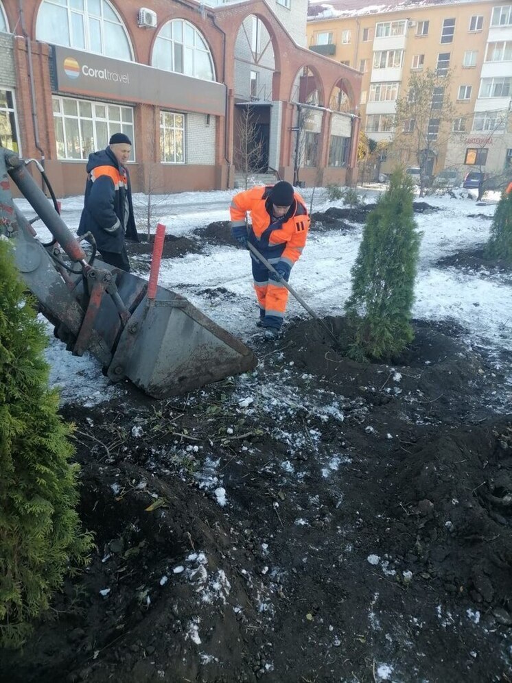 В мэрии Омска опровергли слухи о вырубке аллеи на улице Масленникова