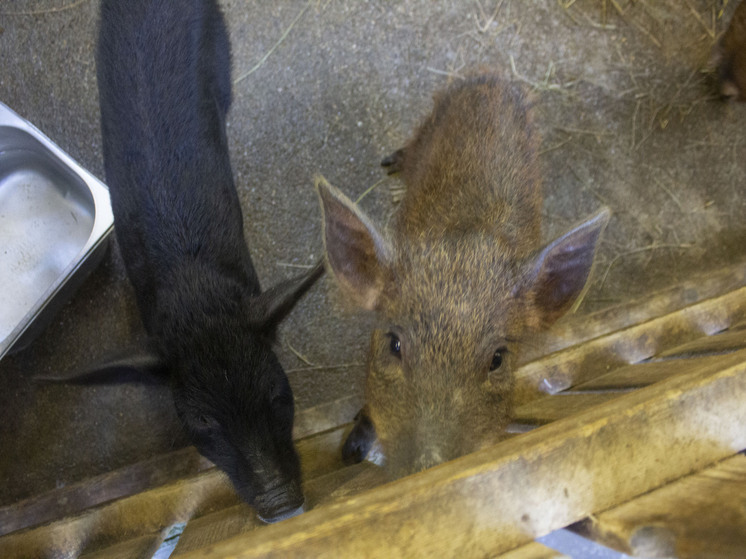 Приставы Хакасии взяли «алиментщика» тепленьким прямо среди поросят