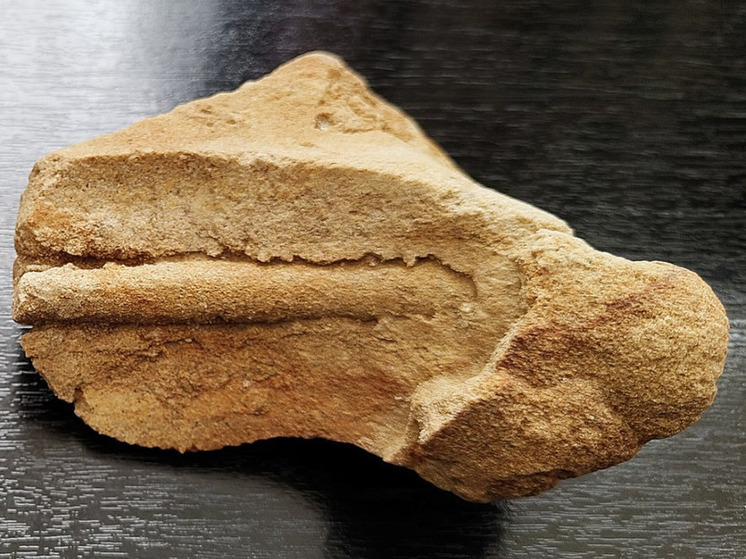 Уникальная окаменелость из Астраханской области попала в волгоградский музей