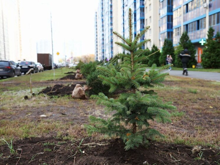 В Самаре в микрорайоне Волгарь высадили новые ели