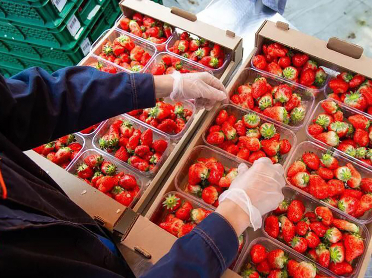 В Предгорном округе собрали более 60 тонн клубники