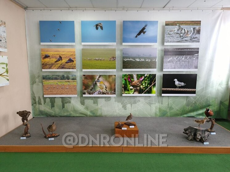 Фотовыставка о птицах России и других стран открыта Донецком краеведческом музее
