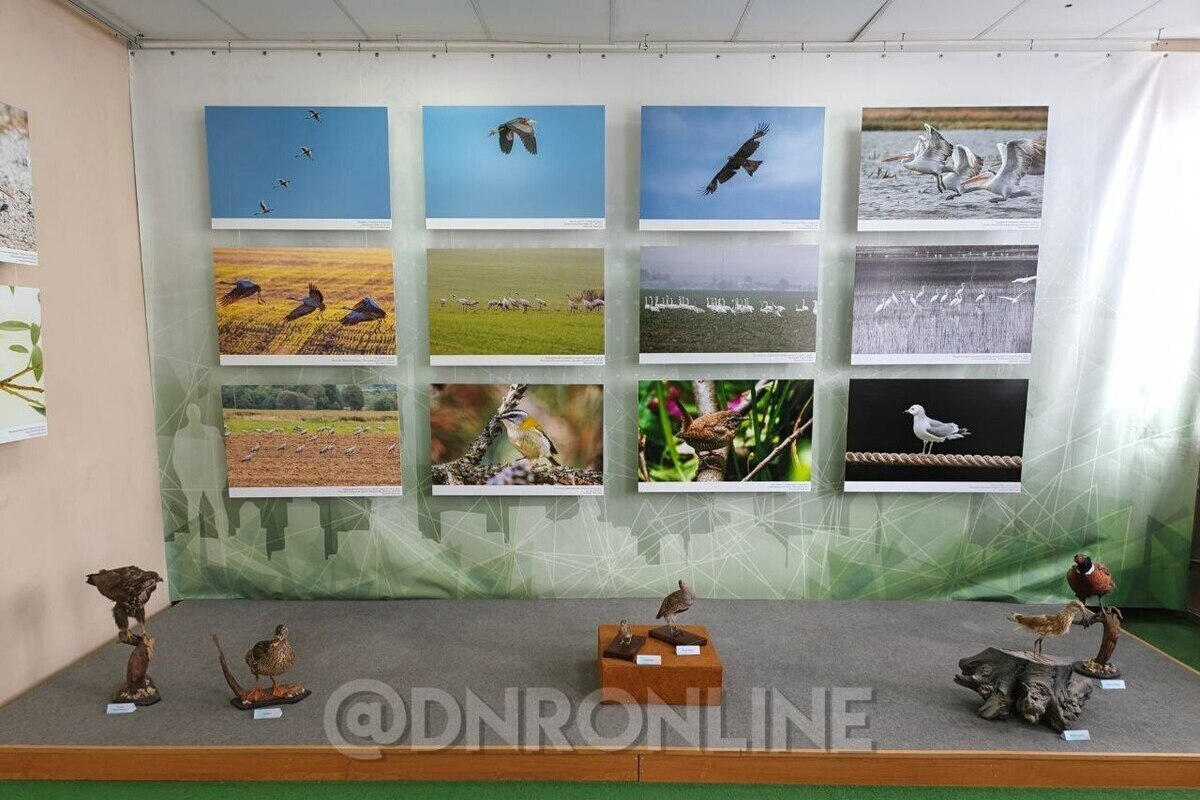 Фотовыставка о птицах России и других стран открыта Донецком краеведческом музее