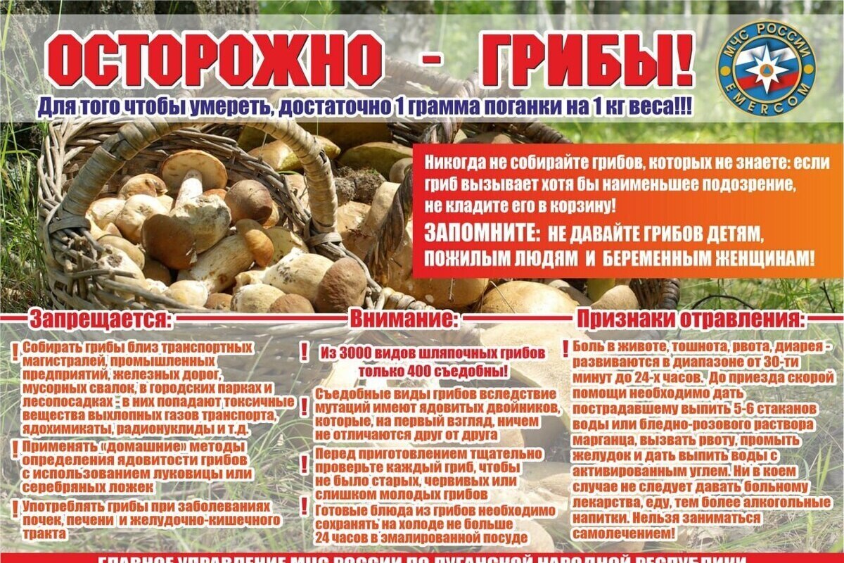 Attenzione ai Funghi Velenosi: I Servizi di Salvataggio della LNR Lanciano un Avvertimento per la Sicurezza Pubblica