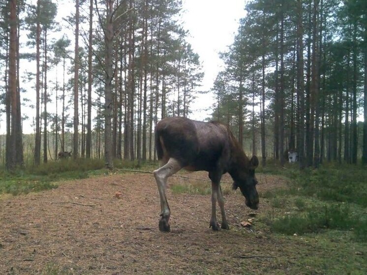 Ленинградская лосиха уплетала грибы на рассвете и попала в видеоловушку