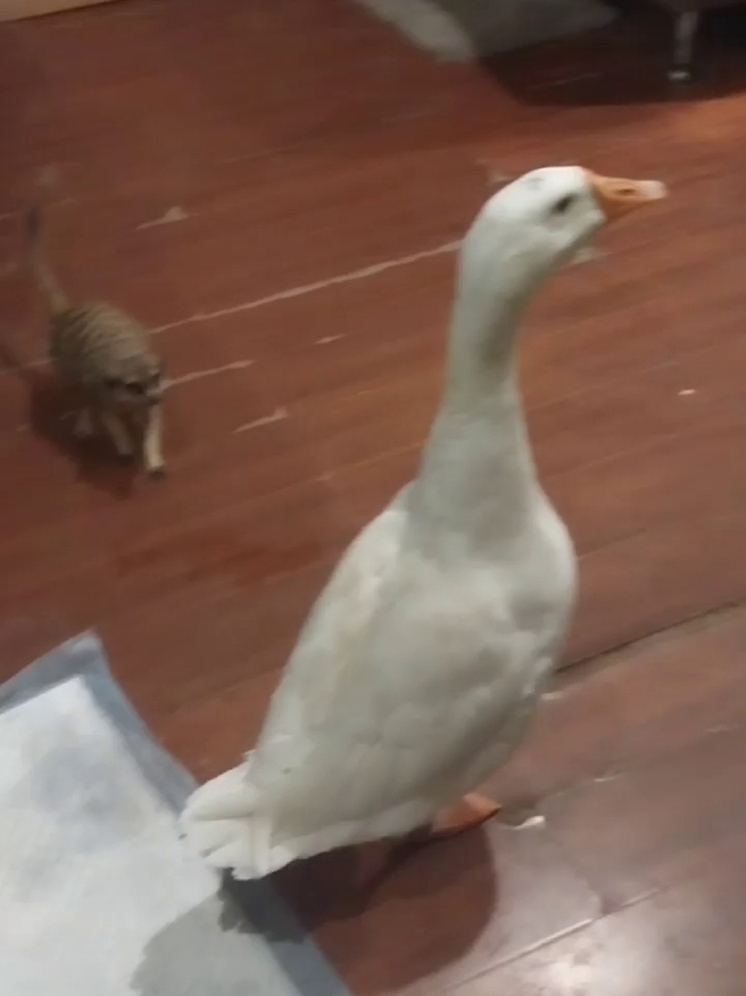 В калужский «Феникс» привезли гусыню