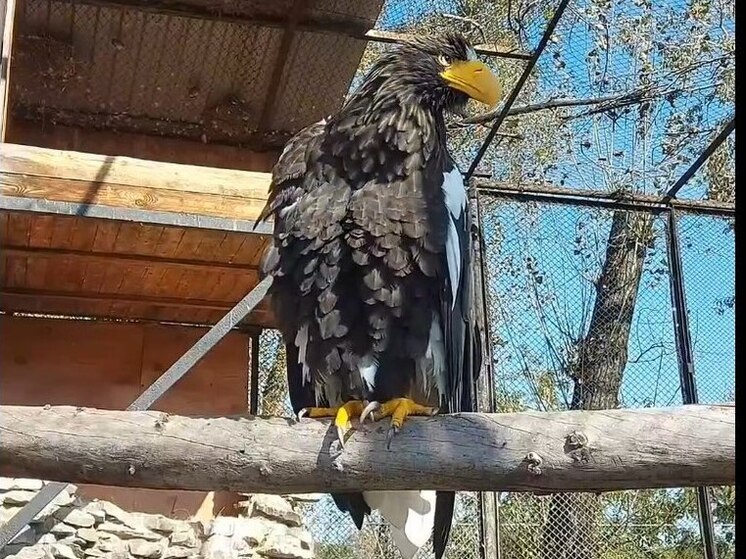 В Абаканском зоопарке щегольнули белоплечим орланом Айго