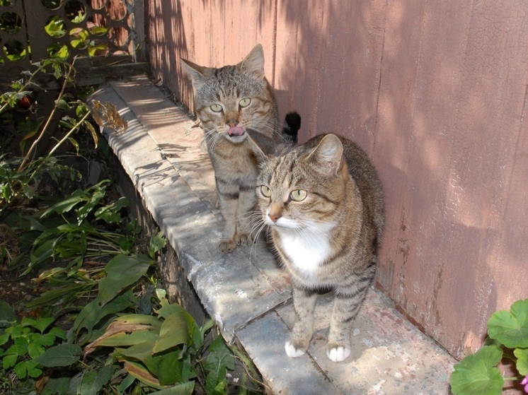 Калужан-автомобилистов попросили чаще заглядывать под колёса