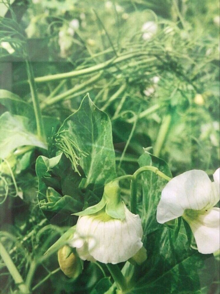 Минераловодский округ впервые посеет зимующий горох отечественной селекции