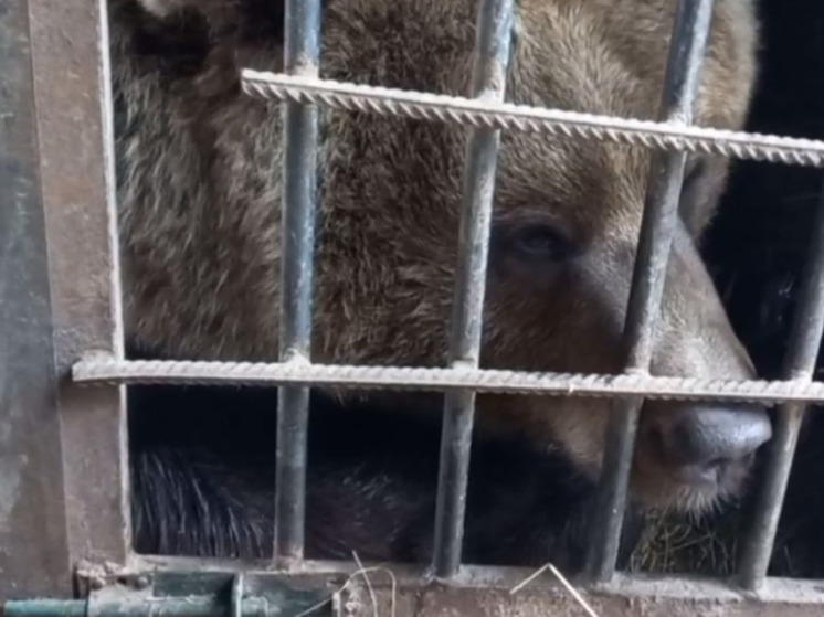 Калужская любимица предсказала морозную зиму