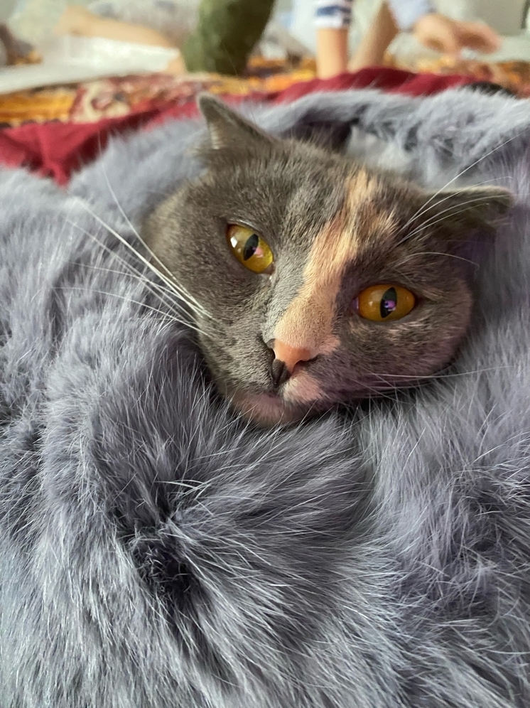 Обнинские любители животных бьют рекорды по вакцинации