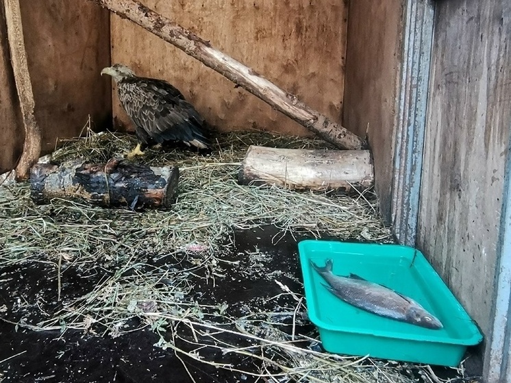 Кировские рыбаки могут помочь: больной орлан нуждается в особом корме