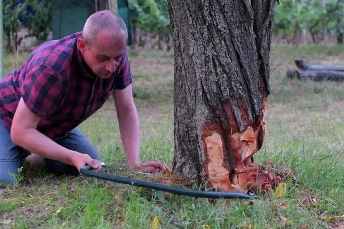 Festa di Trifone e Pelagia: il Consiglio ai Residenti di Calmucchia di Non Tagliare gli Alberi Vecchi per Proteggere l'Ambiente