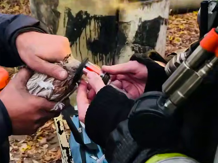 Пожарные спасли голубей во время возгорания