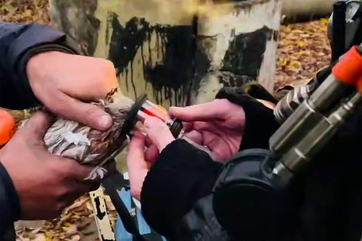 Пожарные спасли голубей во время возгорания