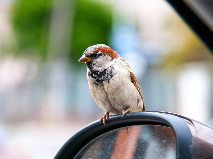 Зеленые машины реже всего страдают от птичьего помета, выяснили в США и Британии