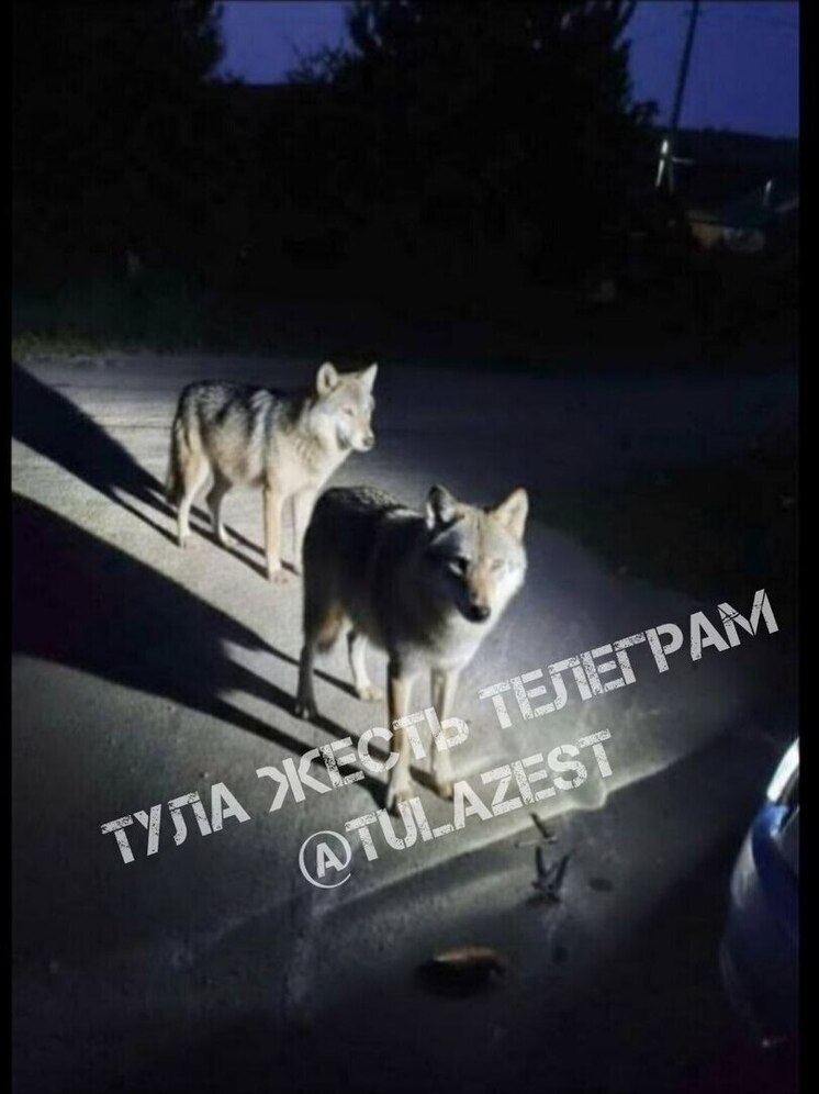 В Плавском районе заметили стаю волков