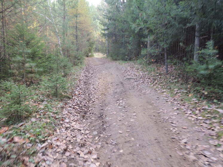 Свердловчане стали меньше болеть клещевым энцефалитом