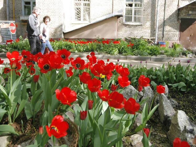 10 тысяч тюльпанов заложили в Можайском округе для яркой весны