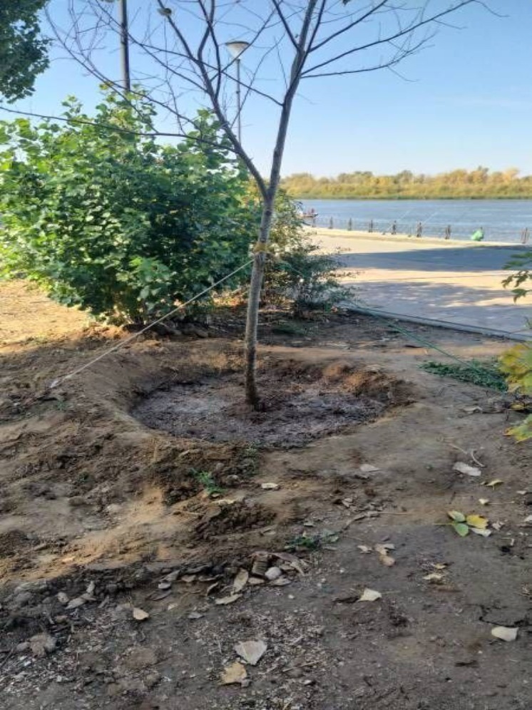 В выходные в парках Астрахани высадили более 500 деревьев и кустарников