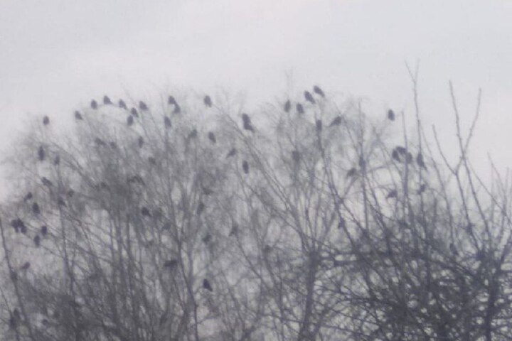 Nebbia fitta nella regione di Voronež: allarme giallo prorogato fino a martedì 21 ottobre