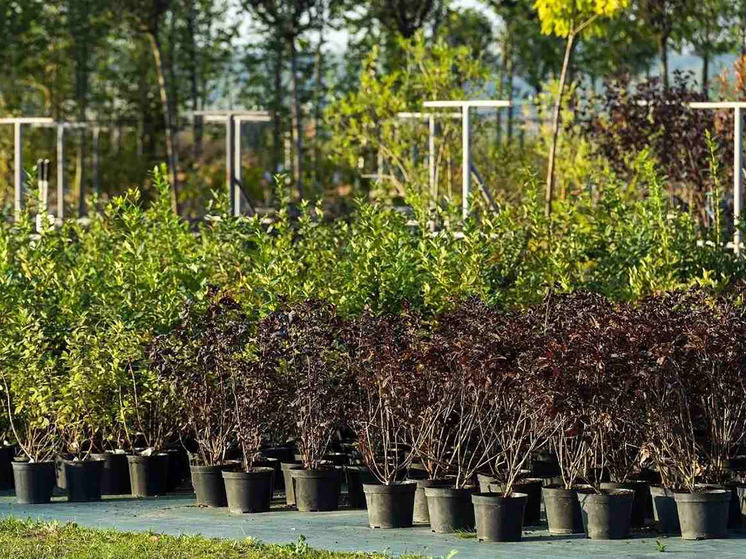 Масштабные лесовосстановительные работы стали частью экологической программы, в рамках которой с 2020 года высажено более 5,5 млн деревьев