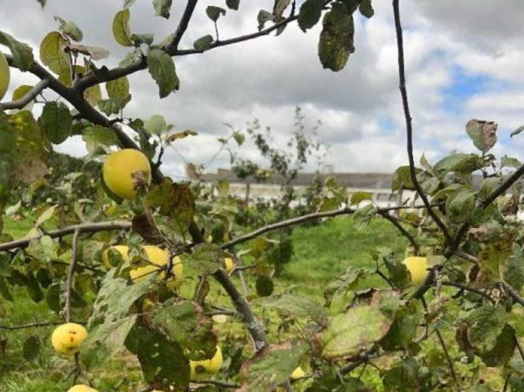 В четырёх районах Калужской области нашли фитоплазму на яблонях