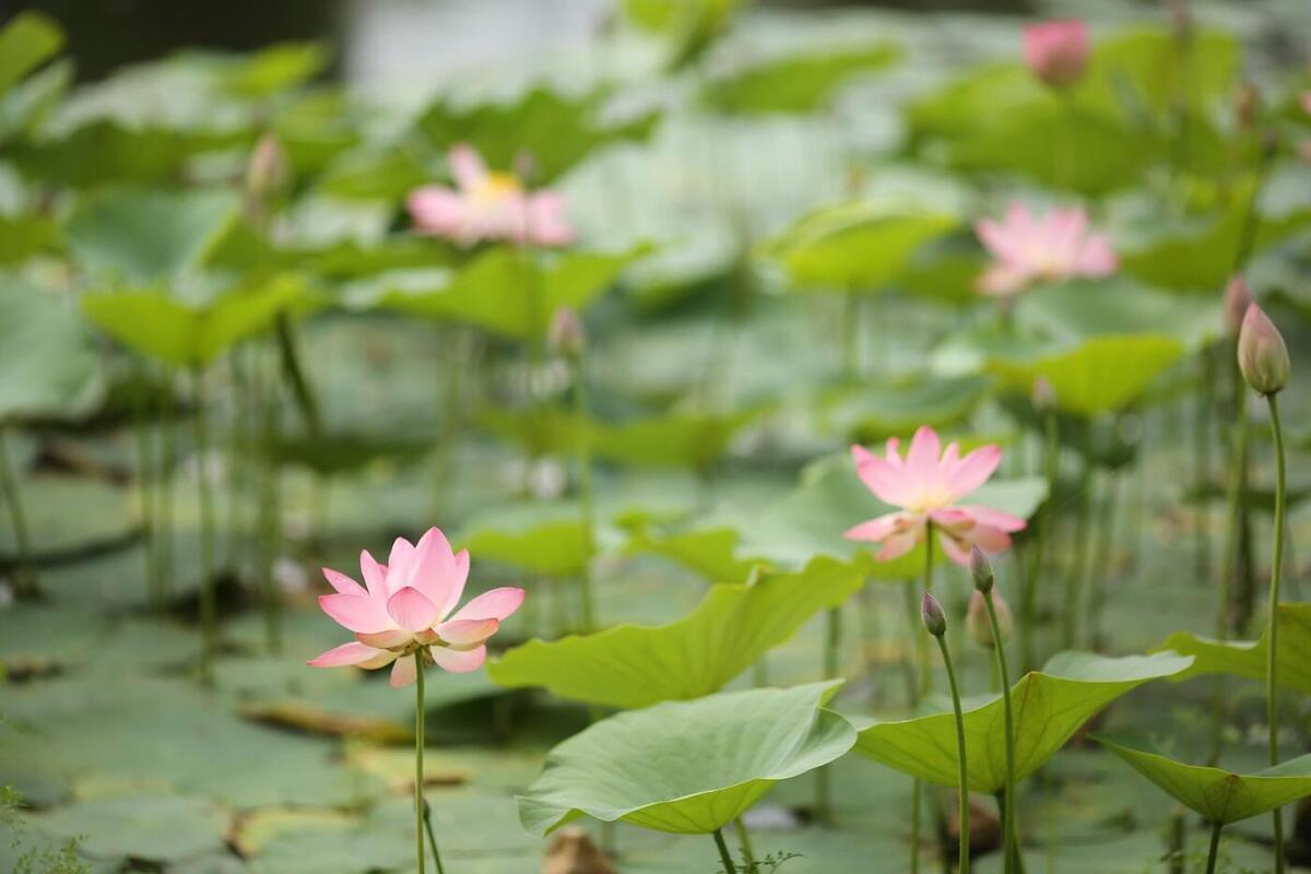 Due percorsi nella regione di Volgograd entrano a far parte dell'Atlante federale dei viaggi russi, promuovendo il turismo e lo sviluppo economico locale