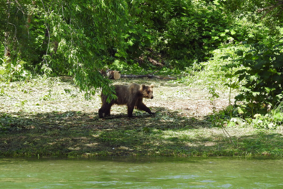 Uomo di 49 anni vittima di attacco di orso in Primor'e durante raccolta di coni di pino