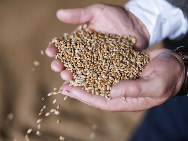 Таможня КНР: импорт российской пшеницы в сентябре вырос в 73 раза