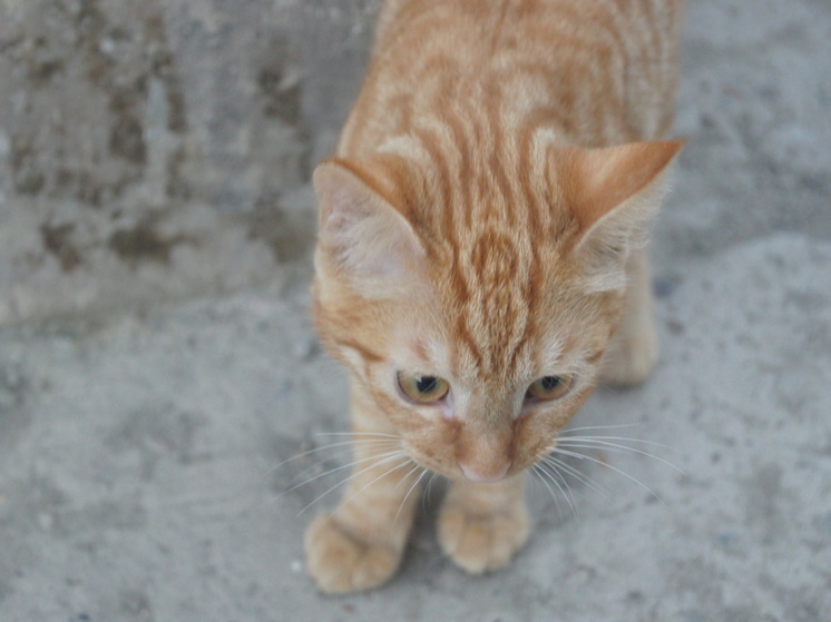 Десять километров страха: трогательная история спасения кота под капотом приморского такси