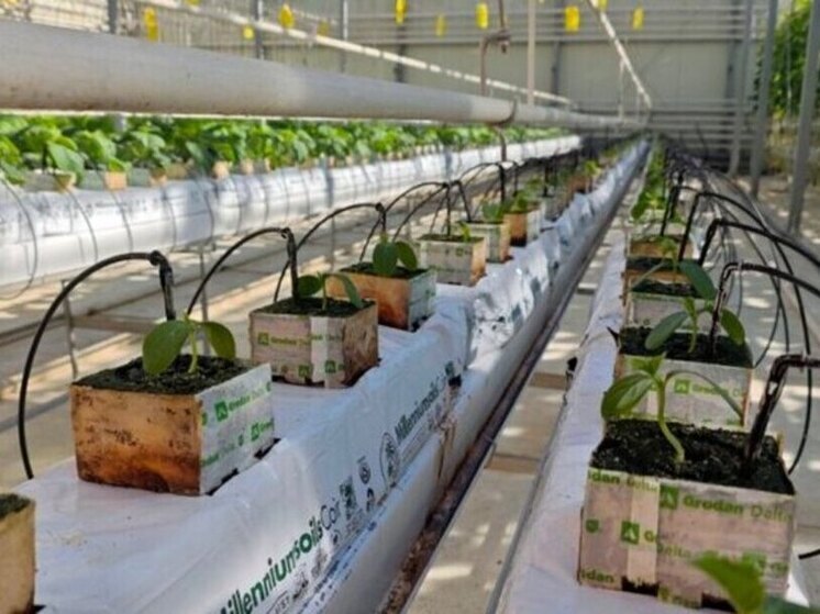 Подготовку к открытию аграрных классов завершают на Чукотке